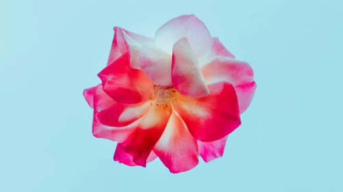 Anouska Taylor Releases New Single - Awaken