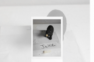 jake official artwork