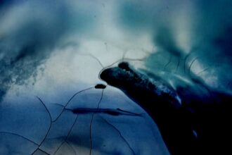 Heijmat Echoes of Solace