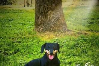 Ross Flora Home Bound