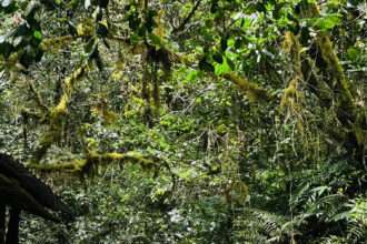 Seabreeze - Vitamin Sea