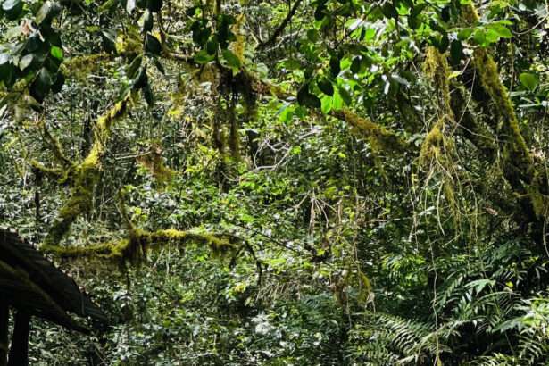 Seabreeze - Vitamin Sea