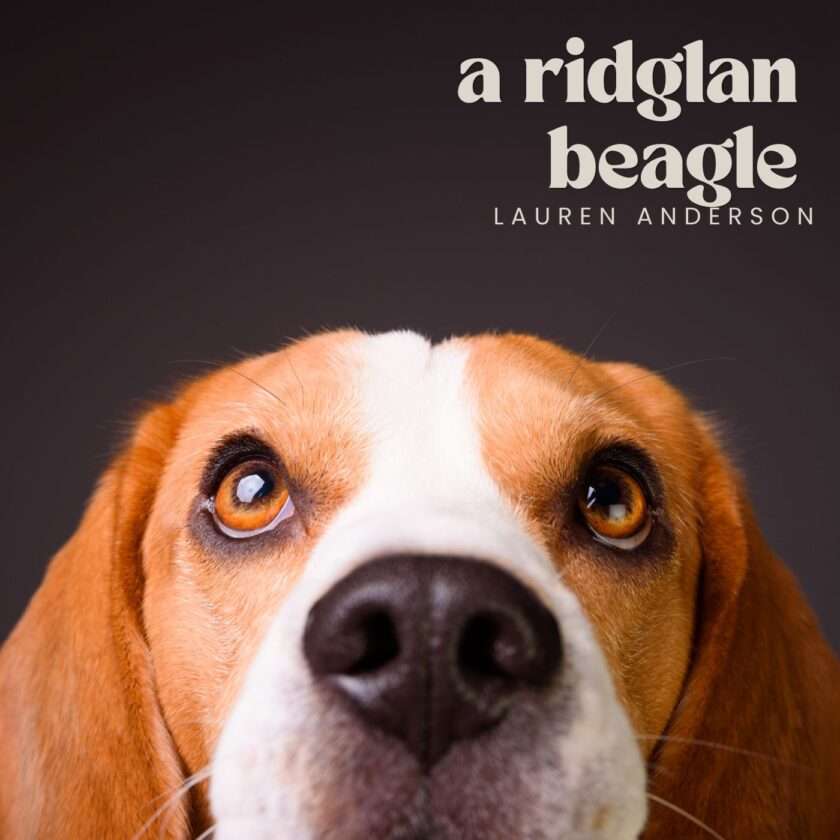 LAUREN ANDERSON A RIDGLAN BEAGLE